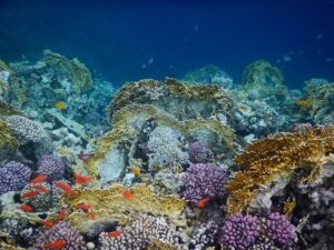 Excursion à Hurghada snorkeling à Sharm El Naga