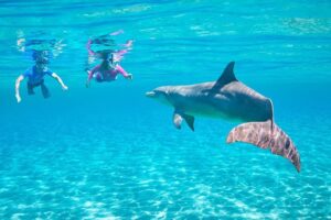 Excursion nager avec les dauphins et snorkeling sur le récif de Sataya au départ de Marsa Alam