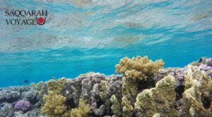 Excursion de snorkeling à la maison des dauphins à Hurghada – Dolphins house