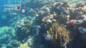 Excursion de snorkeling à la maison des dauphins à Hurghada – Dolphins house