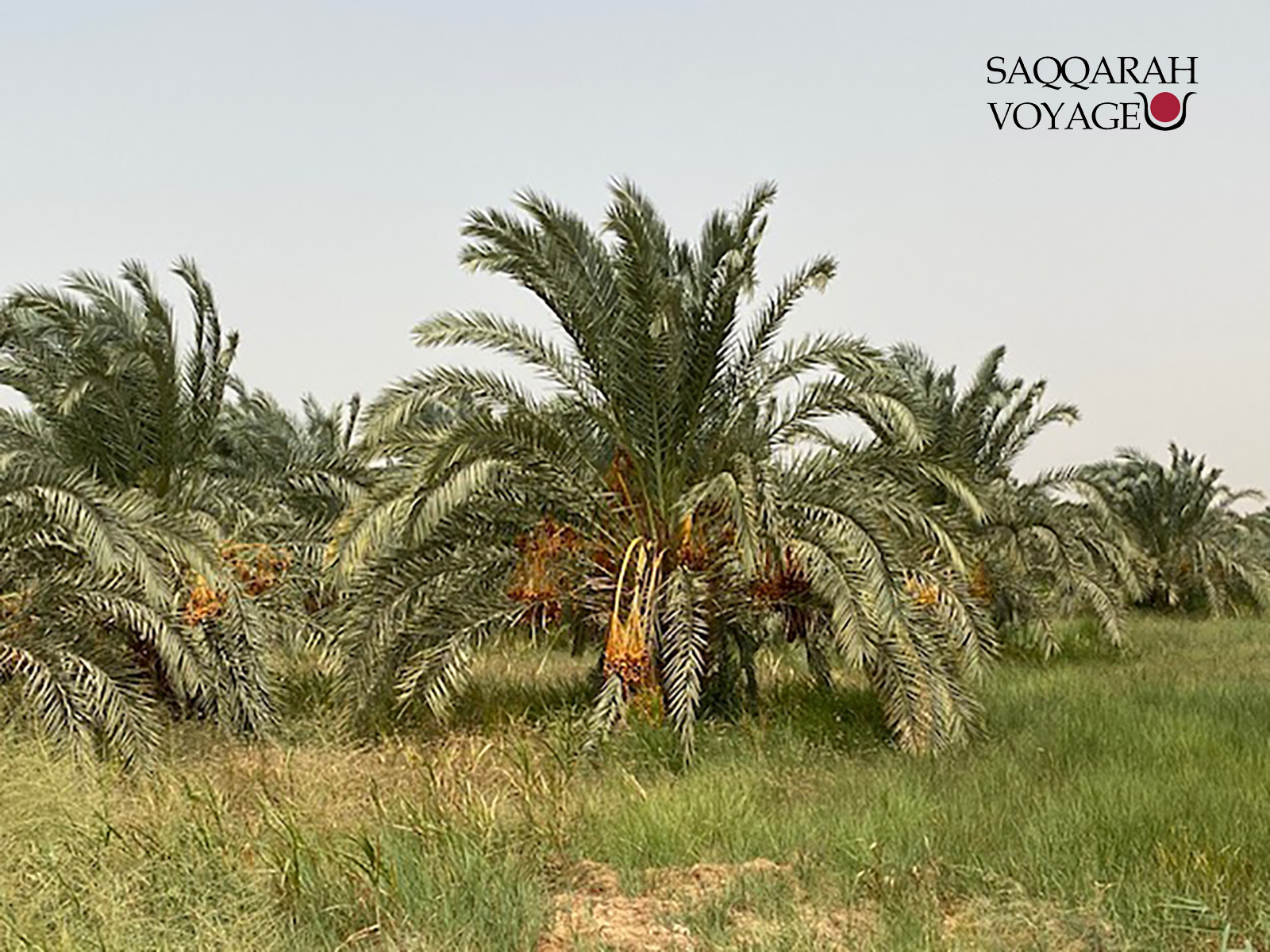 Excursion Depuis Le Caire Deux Jours D Sert Blanc D Sert Noir Safari