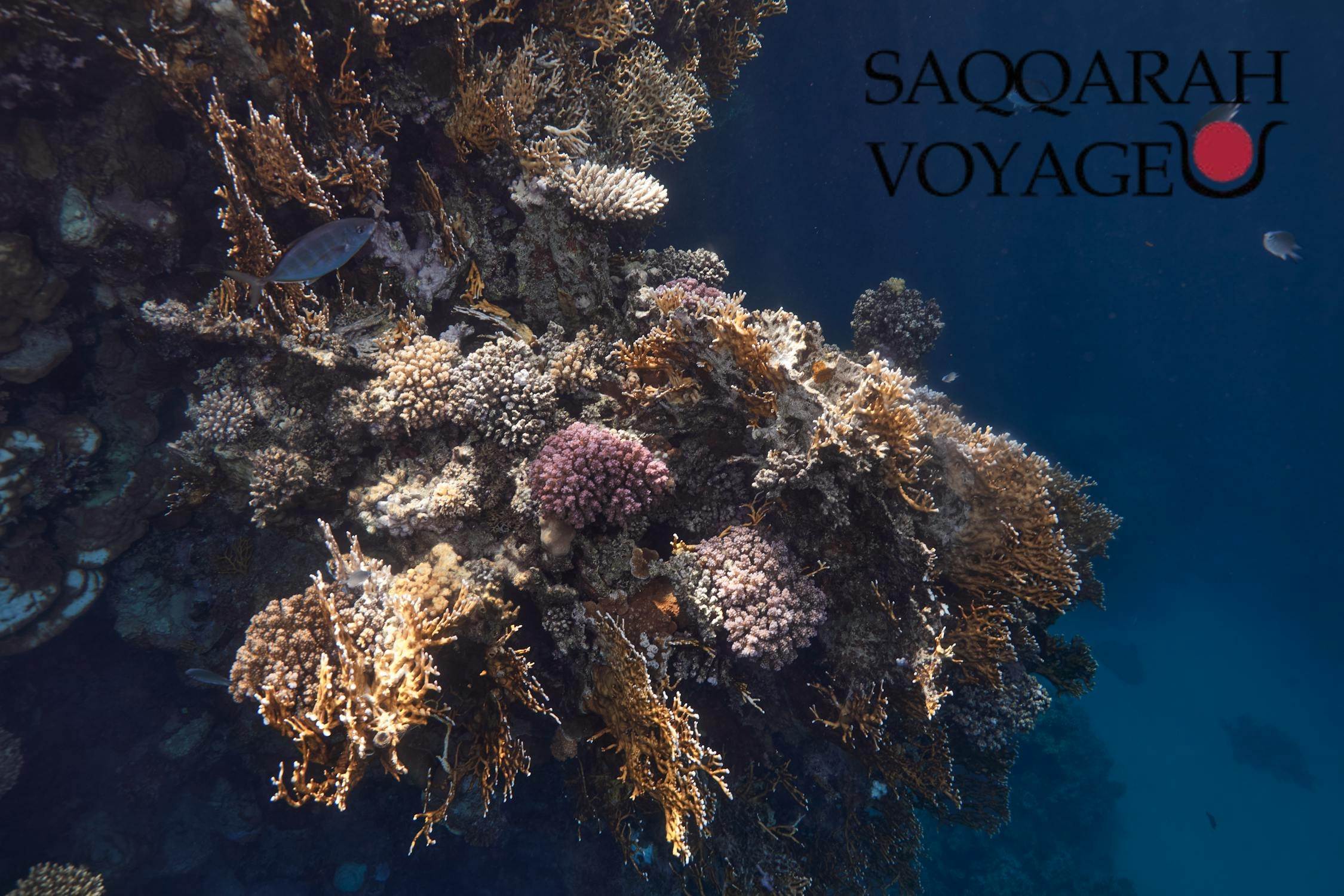 Faune marine à découvrir