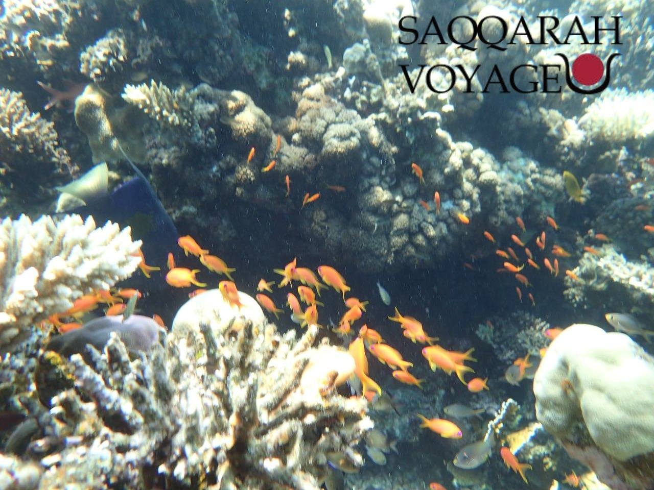 Plongée en apnée dans la mer Rouge