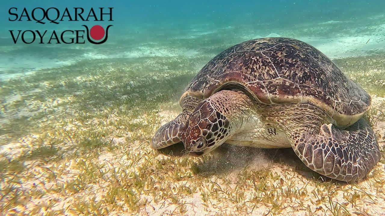 Que faire à Hurghada ?