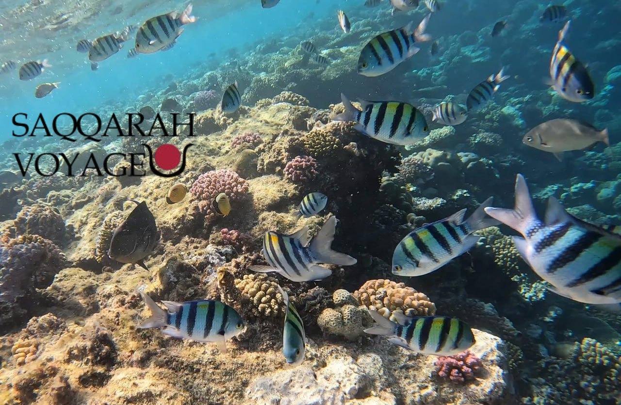 Exploration des fonds marins à Giftun Island
