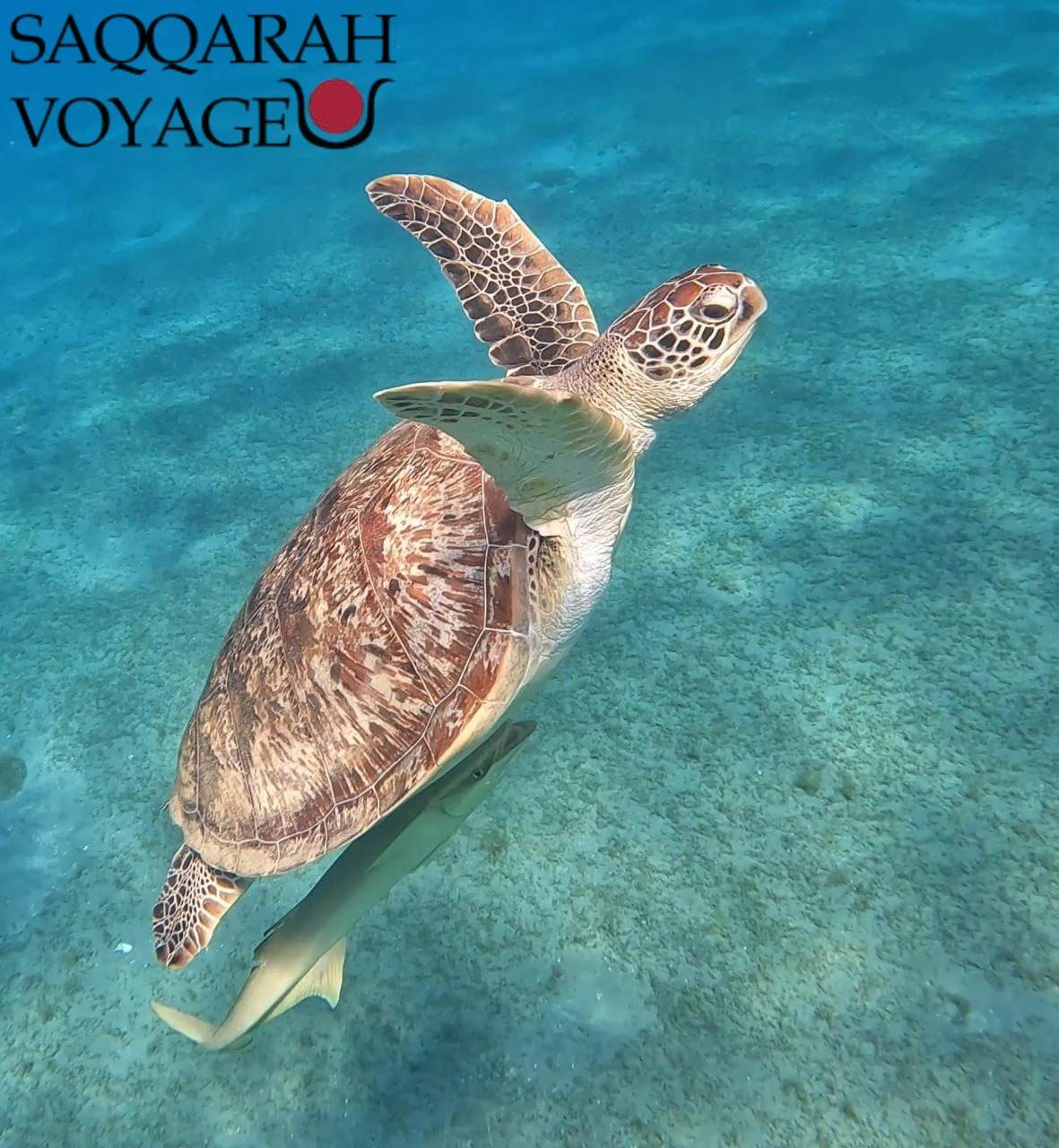 Plongée avec les tortues marines