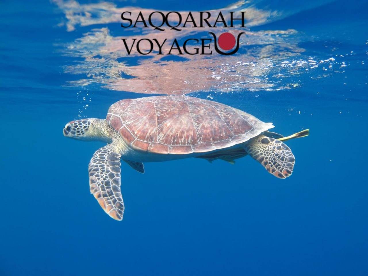 Plongée avec les tortues marines