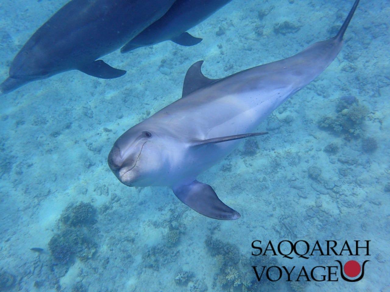 Les meilleurs spots de plongée