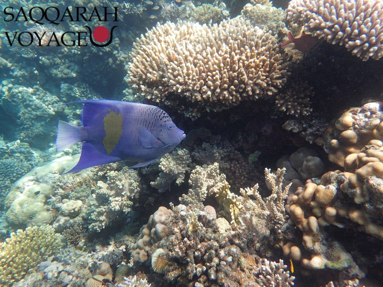 Croisières en bateau et pêche en haute mer