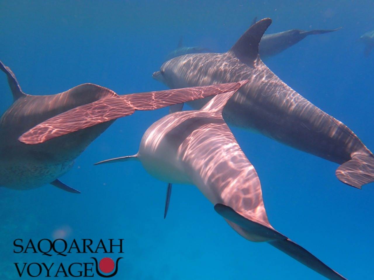 Nager avec les dauphins à hurghada