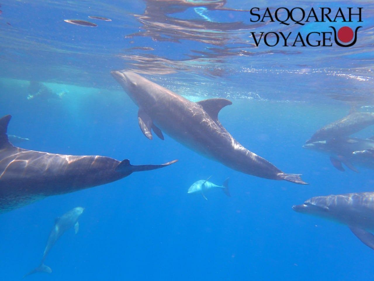 Nager avec les dauphins à hurghada