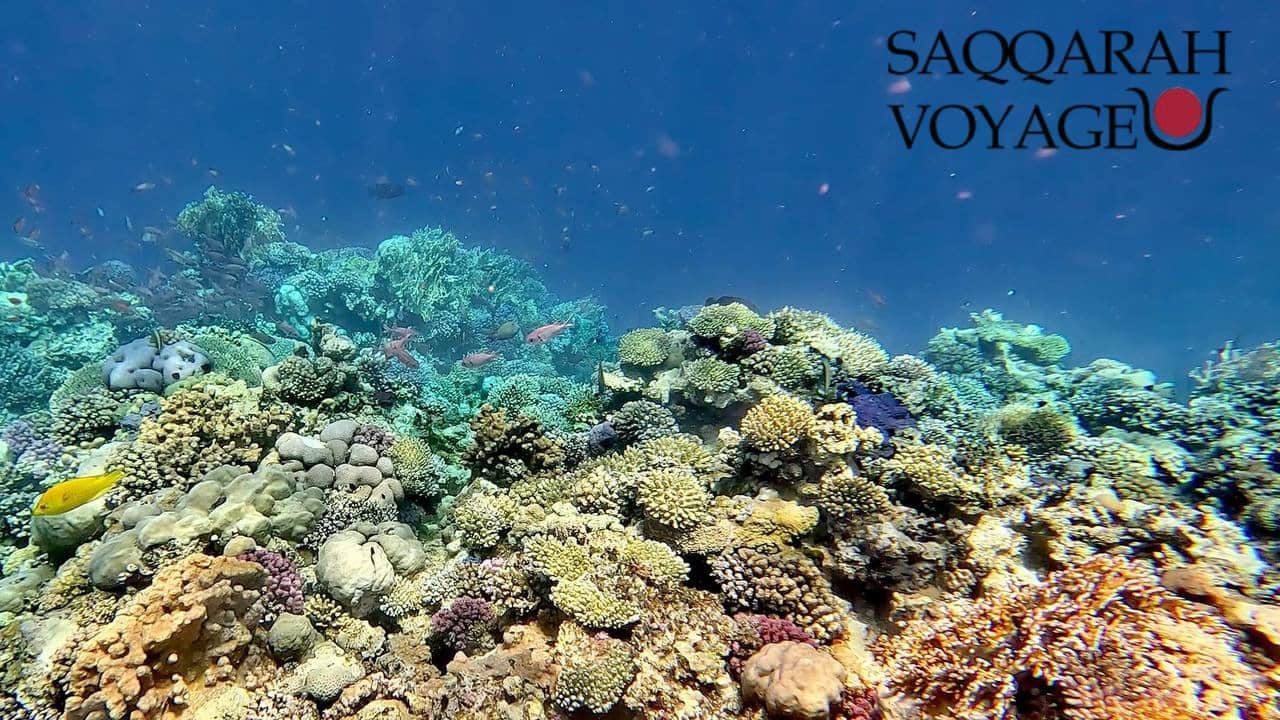 Plongée en apnée à la barrière de corail
