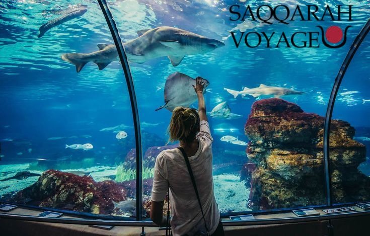 Parcs aquatiques et aquariums – Divertissement familial à moindre coût