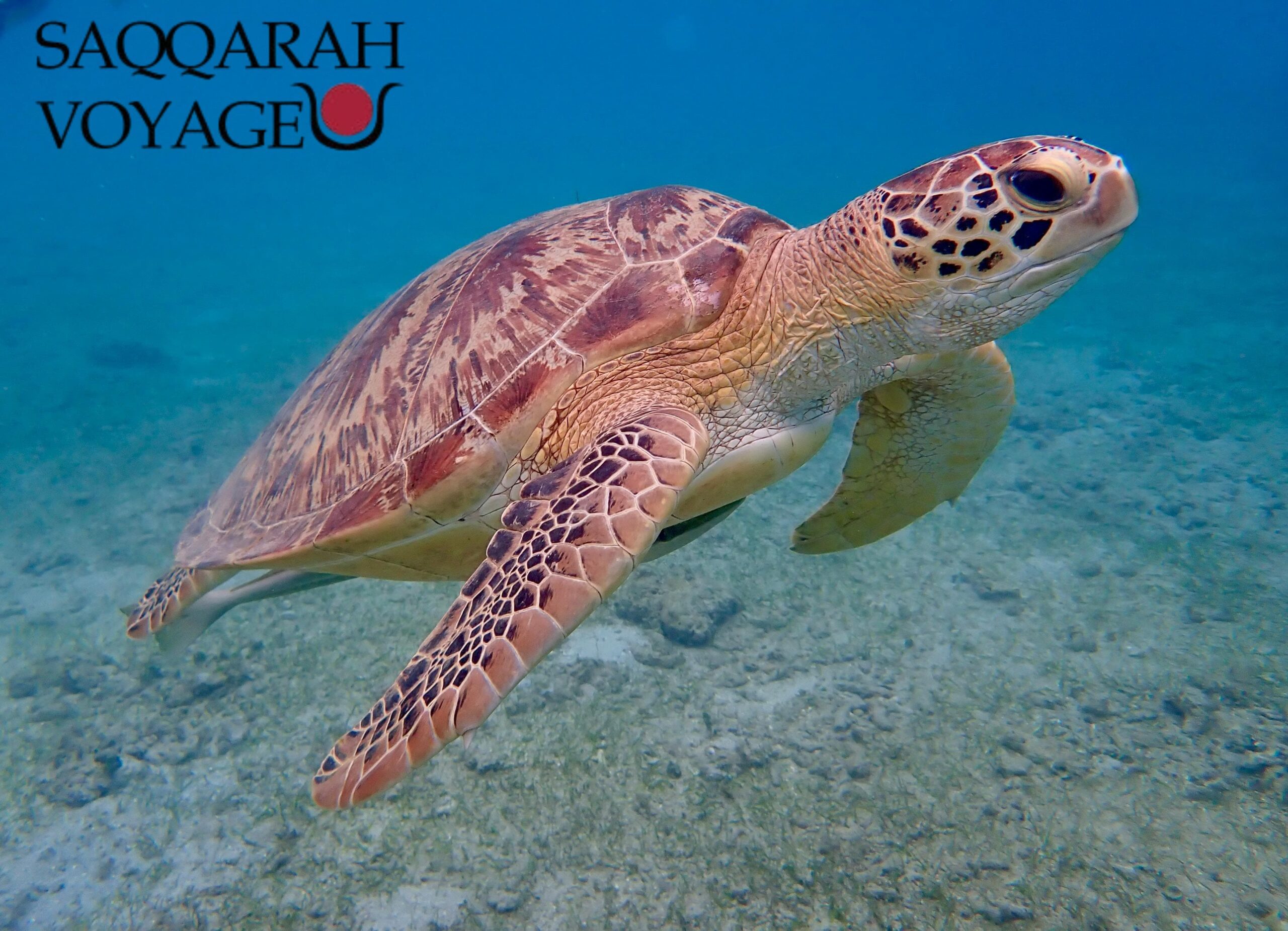 tortues