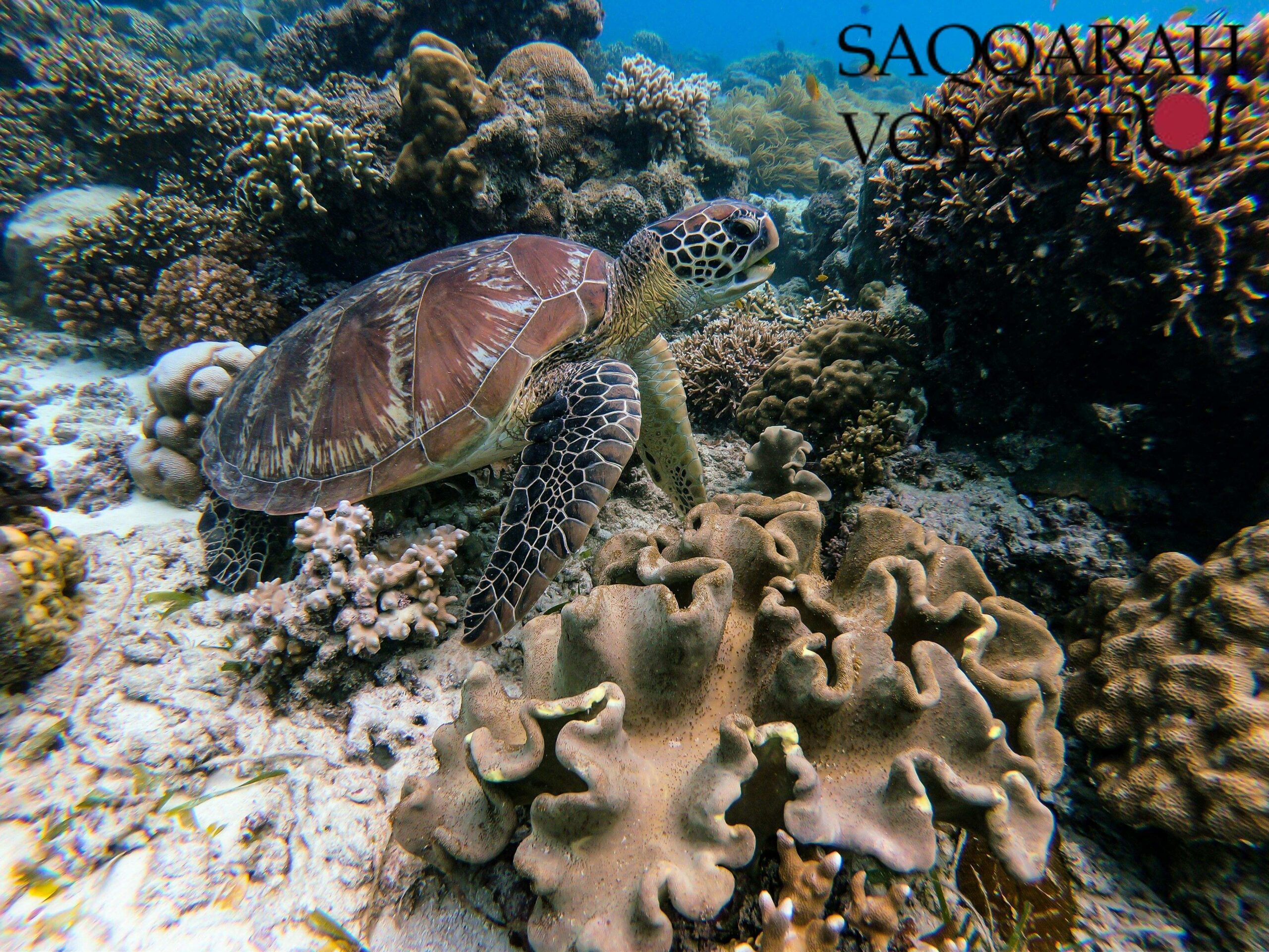 tortues