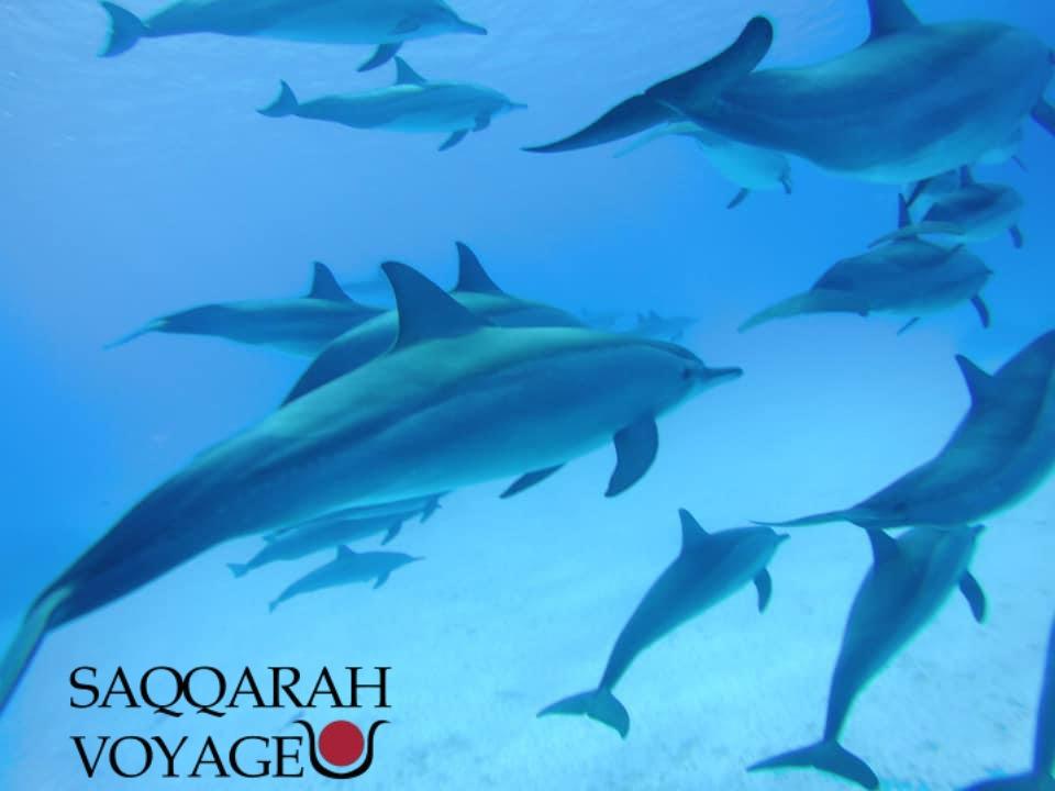 Parcs aquatiques et aquariums – Divertissement familial à moindre coût