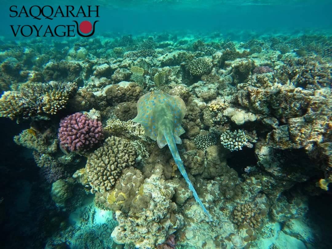 Snorkeling et plongée à Hurghada – Explorez les fonds marins sans vous ruiner