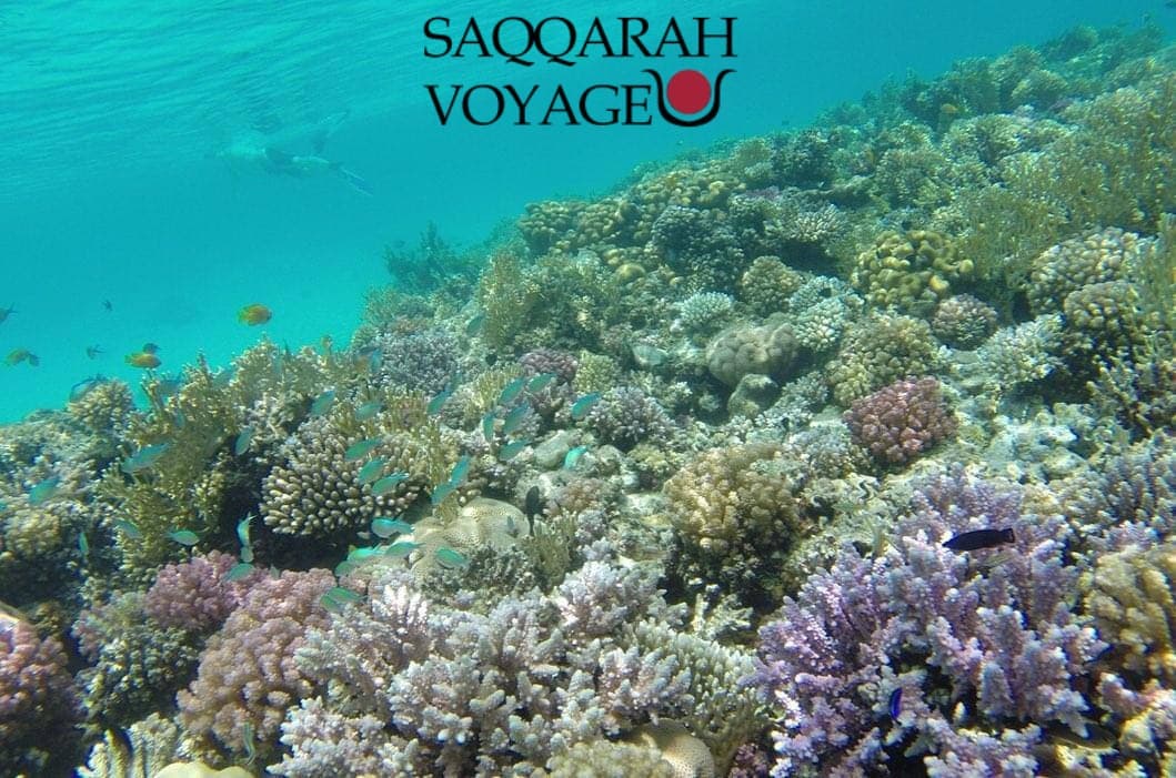 Snorkeling et plongée à Hurghada – Explorez les fonds marins sans vous ruiner