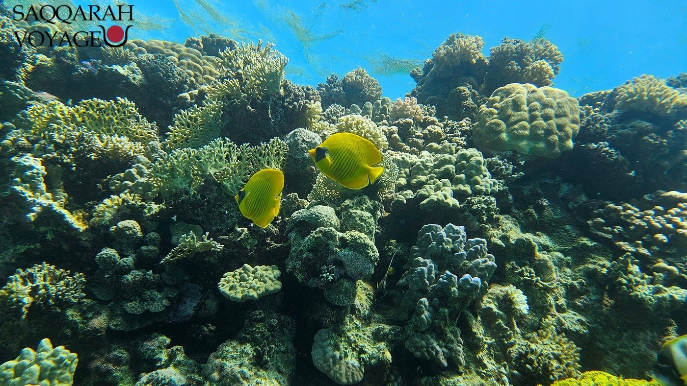 House reef à Soma Bay