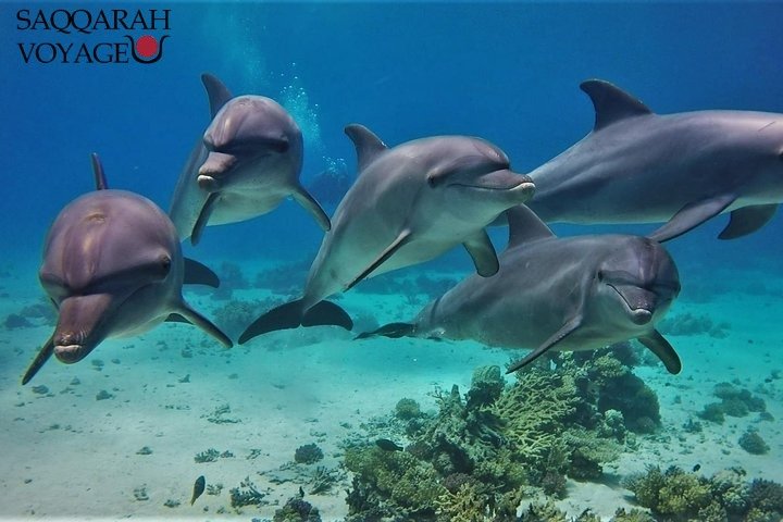 Snorkeling à Hurghada avec les dauphins sauvages : l’expérience incontournable