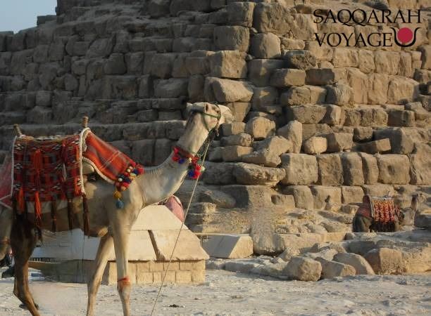 chameau autour des pyramides