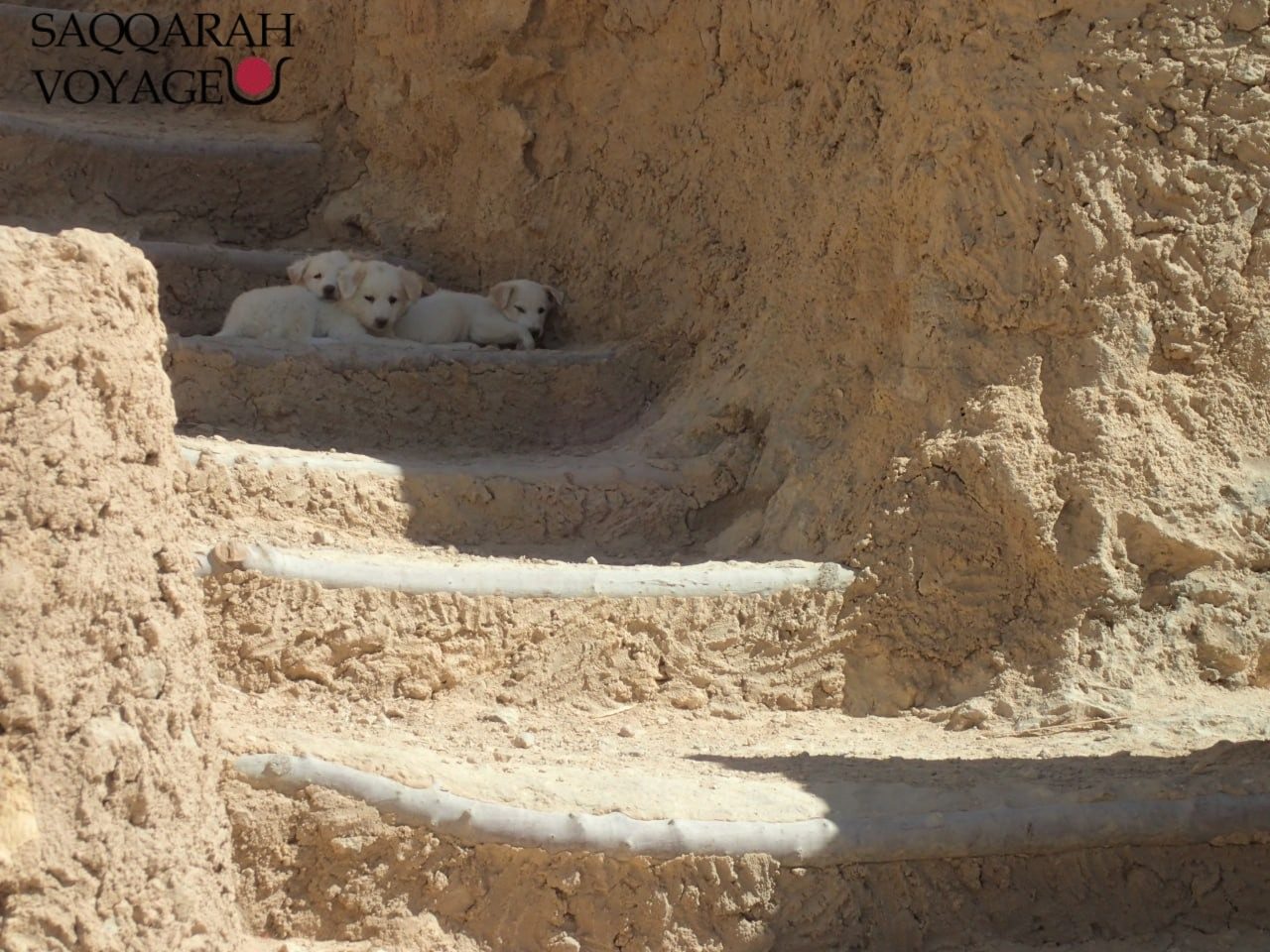 Visiter l'oasis et désert de Siwa en Égypte : votre guide pour découvrir