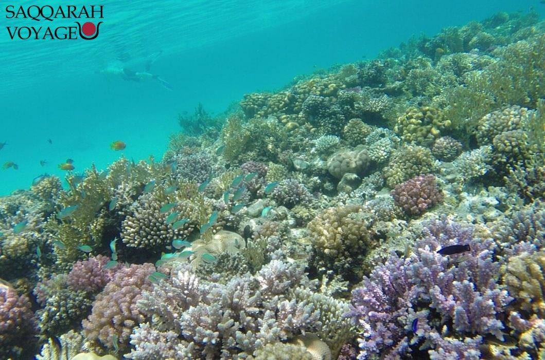 Meilleurs spots de snorkeling à Hurghada : récifs coralliens et lagons secrets