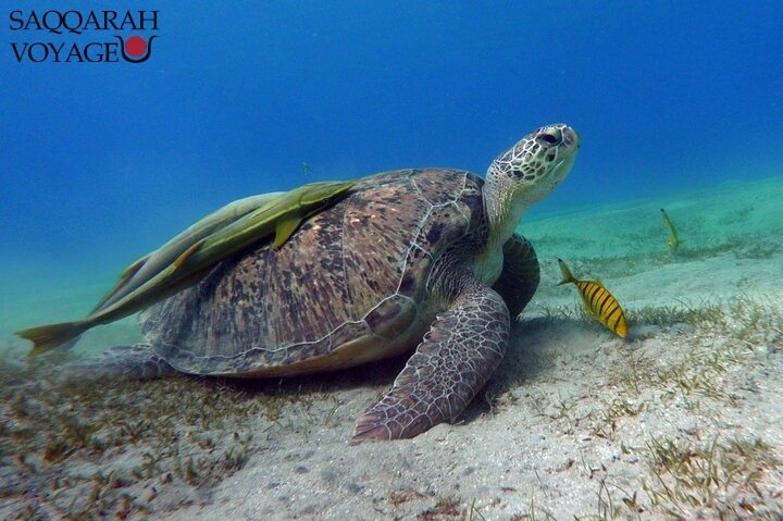 tortues à Hurghada