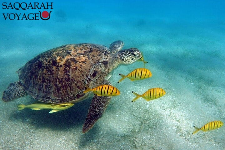 Nager avec les tortues sur la plage d'Abu Dabbab depuis Marsa Alam