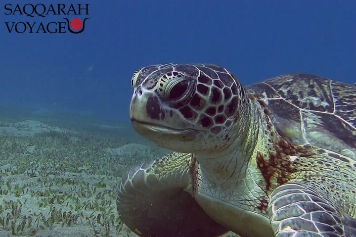 Nager avec les tortues sur la plage d'Abu Dabbab depuis Hurghada