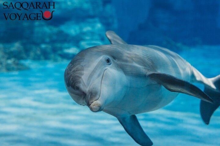 Dauphin Hurghada Période : Quand Partir pour une Expérience Idéale