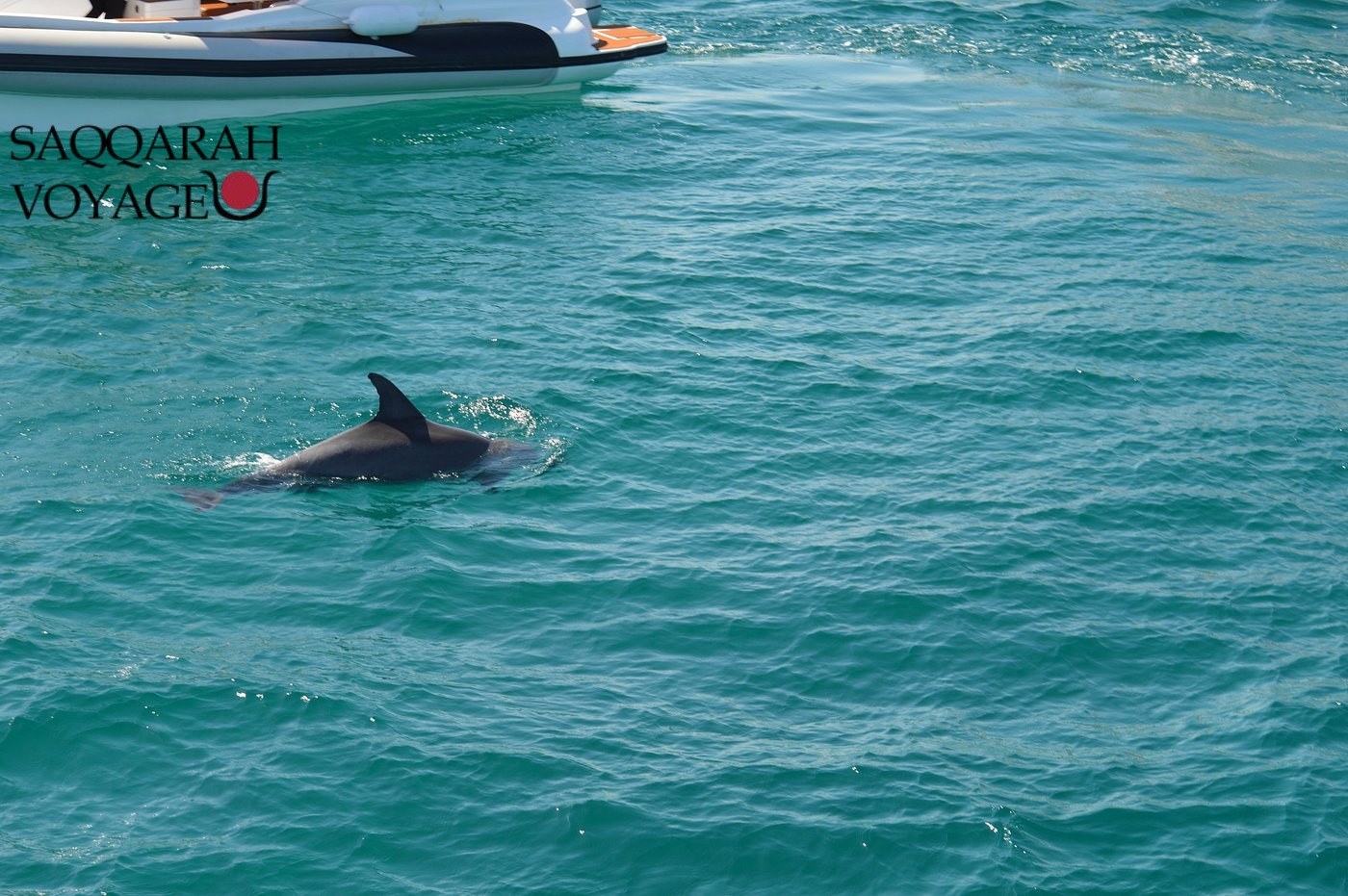 Nager avec les Dauphins Mer Rouge : L’Expérience Unique 