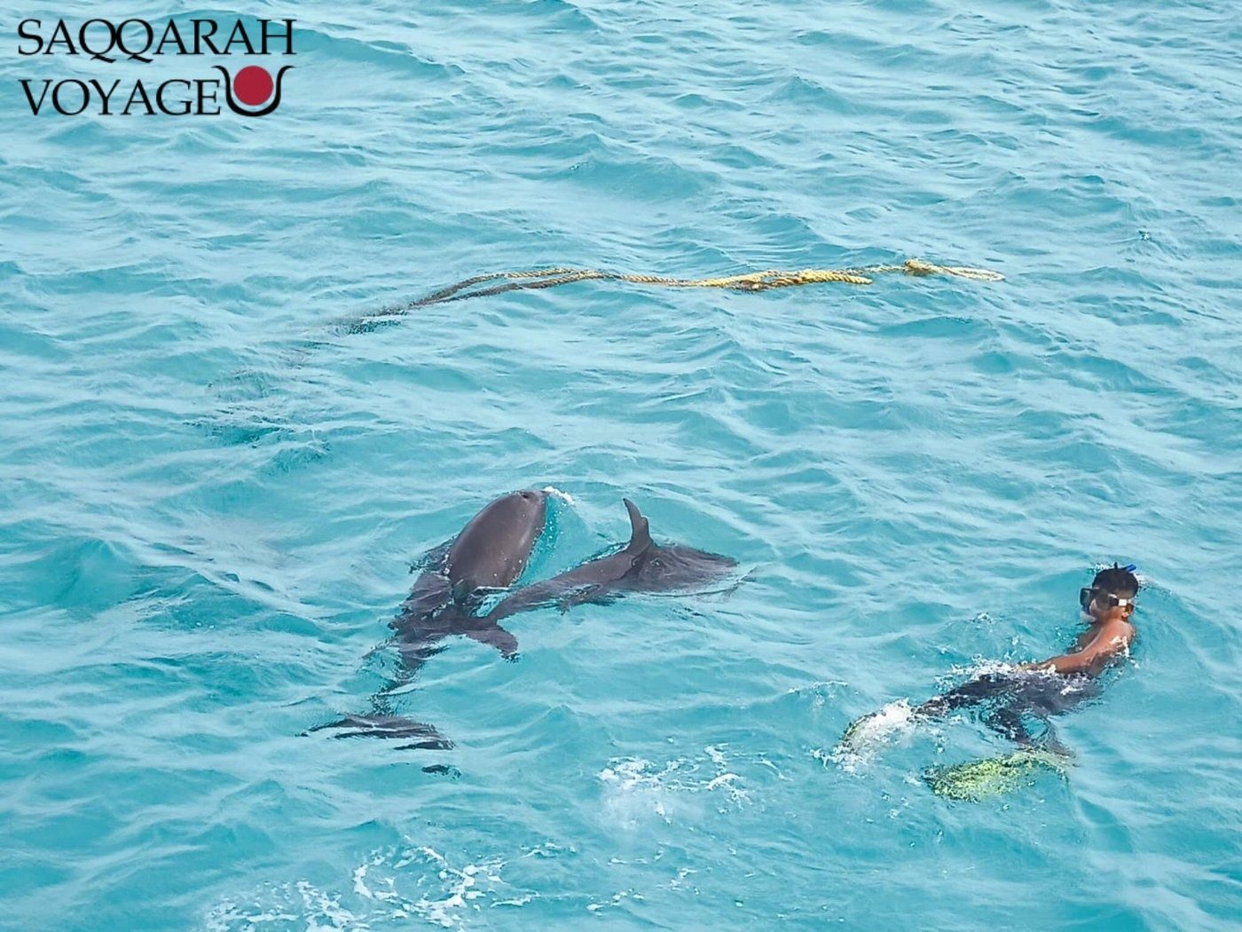 Hurghada Dream Dauphin : Le Spot Incontournable 