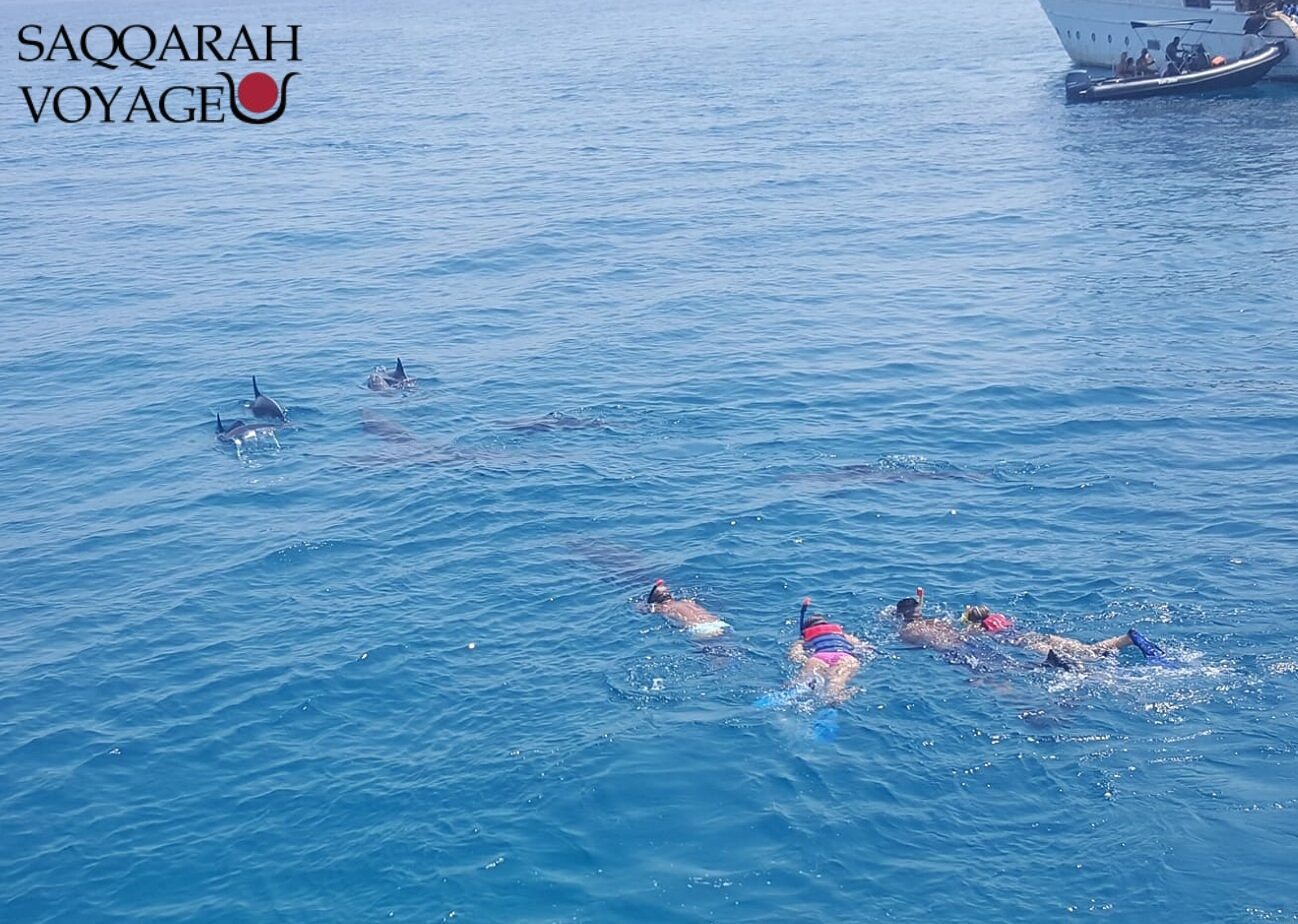 Conseils et Sécurité pour Nager avec les Dauphins en Égypte 