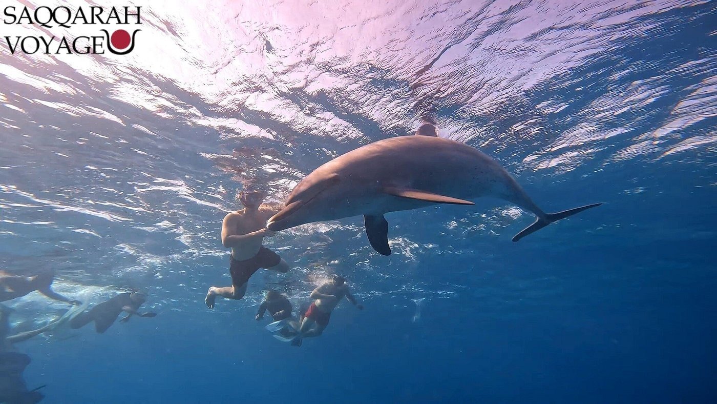 Nager avec les tortues et snorkeling à Hurghada 2026