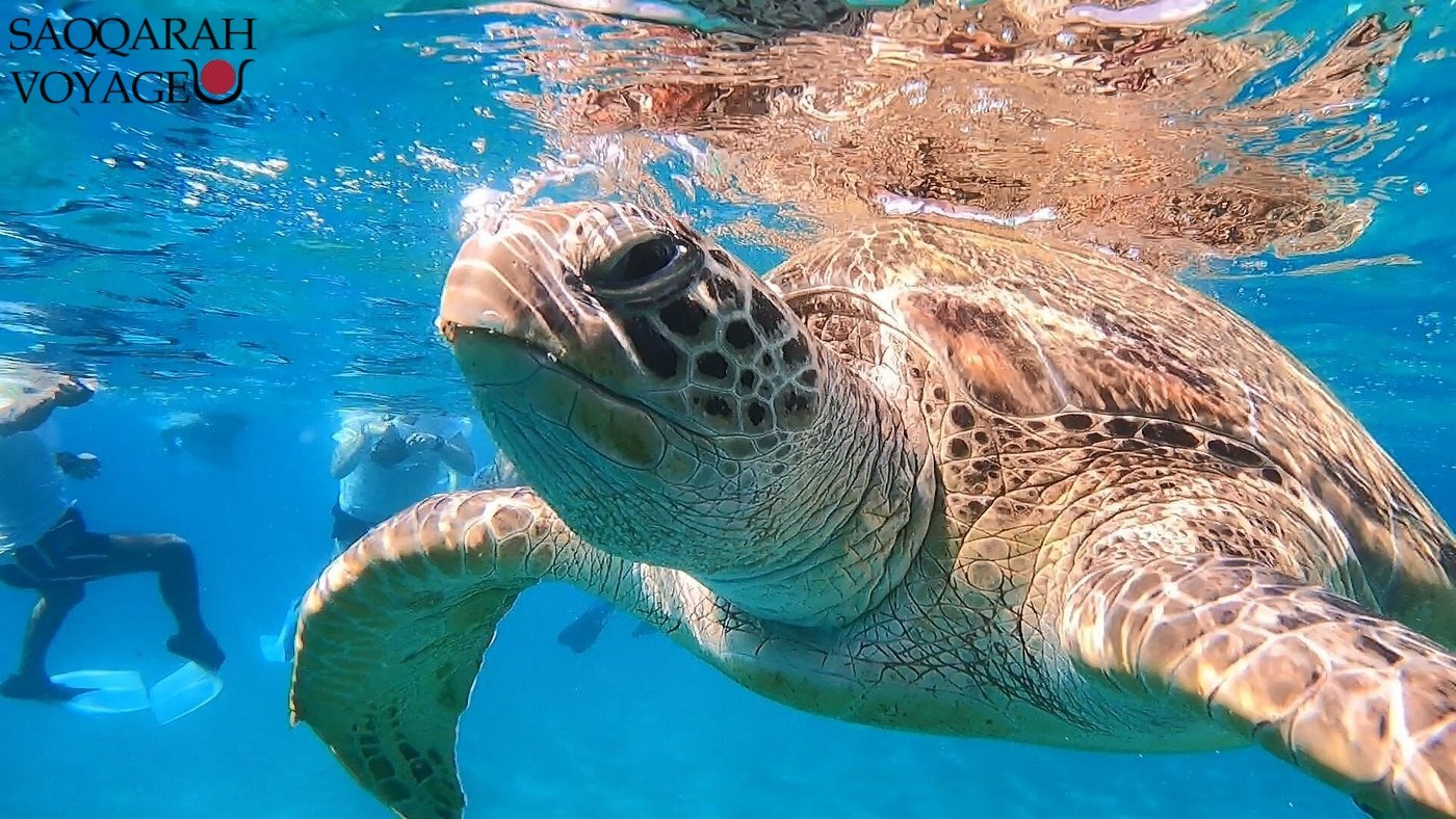 Abu Dabbab tortue