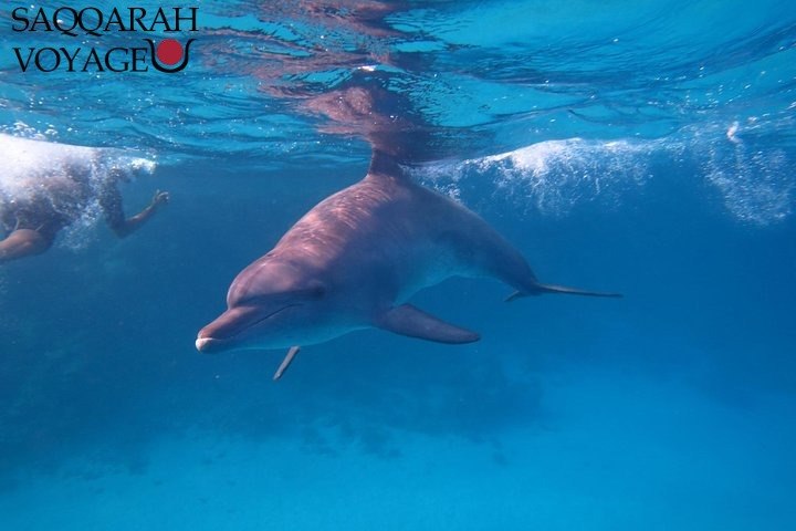 Pourquoi nteret excursion dauphins ou tortues à Hurghada attire autant ?