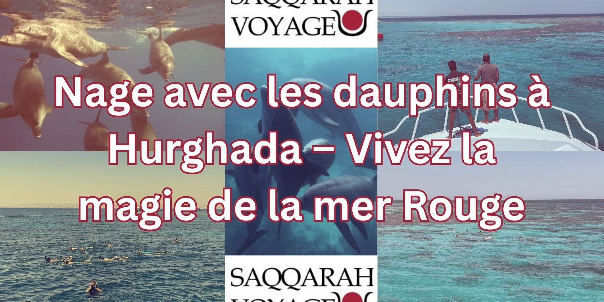 Nage avec les dauphins à Hurghada – Vivez la magie de la mer Rouge