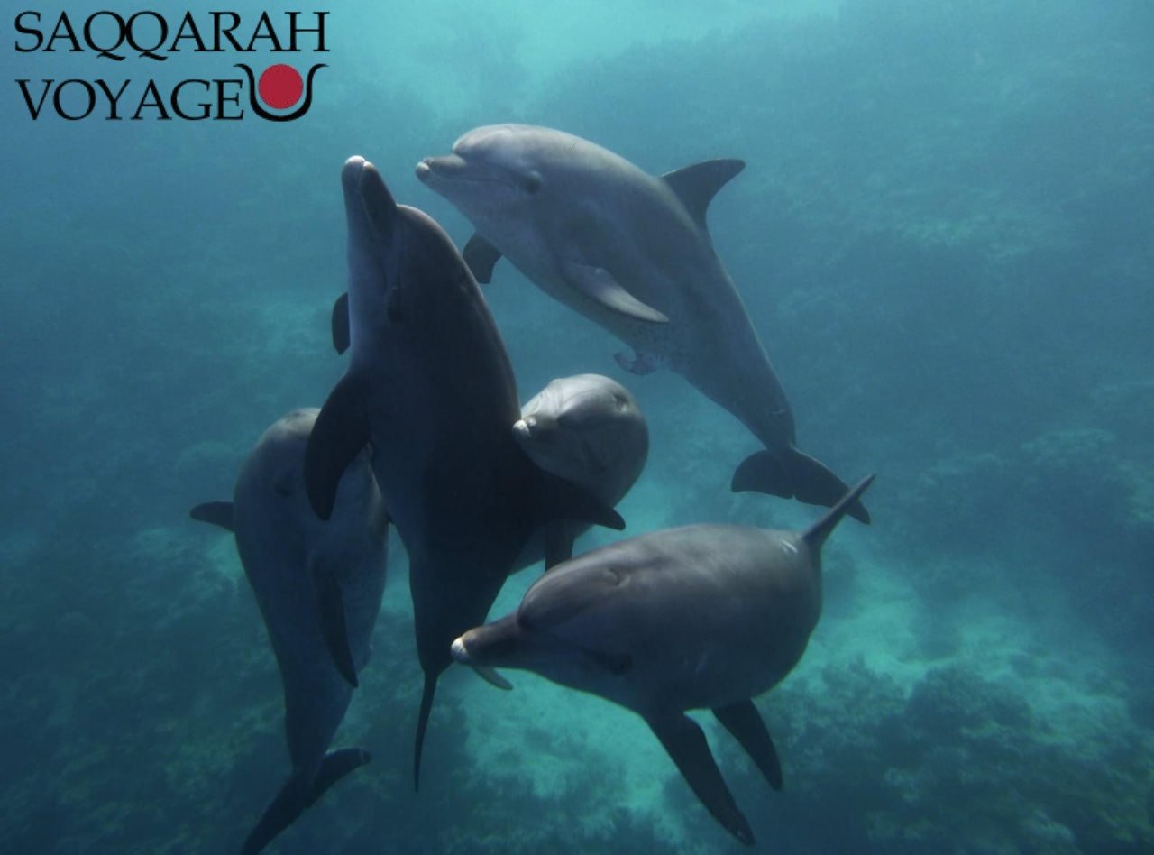 Nage avec les dauphins à Hurghada