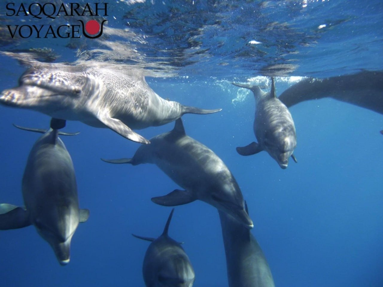 🌊 Deuxième sortie snorkeling : exploration d’un récif corallien Après la rencontre inoubliable avec les dauphins, votre excursion Nage avec les dauphins à Hurghada – Vivez la magie de la mer Rouge se poursuit avec une deuxième sortie snorkeling dédiée à la découverte d’un récif corallien préservé. Guidé par votre accompagnateur francophone, vous plongez dans un univers sous-marin fascinant, véritable jardin aquatique vivant. Le récif dévoile une richesse exceptionnelle : des poissons tropicaux multicolores évoluant en bancs scintillants, des coraux mous aux formes élégantes et ondulantes, et des coraux durs formant des structures massives, refuges d’innombrables espèces marines. Vous pourrez observer des poissons-papillons, des perroquets de mer, des demoiselles ou encore des mérous camouflés, chacun jouant son rôle dans cet écosystème fragile. Grâce aux explications de votre guide, vous comprendrez mieux l’équilibre de ce monde subaquatique et l’importance de protéger la mer Rouge, reconnue comme l’un des plus beaux sites de snorkeling au monde. Cette plongée libre est adaptée à tous les niveaux : les débutants profitent d’une surveillance attentive, tandis que les passionnés peuvent explorer plus en profondeur et perfectionner leur technique. L’expérience est aussi sensorielle : la sensation de glisser au-dessus d’un univers coloré, le silence apaisant de l’eau, la lumière du soleil jouant sur les coraux créent un moment de pure harmonie. Cette exploration du récif corallien complète parfaitement la rencontre avec les dauphins, vous offrant une vision globale et émouvante des trésors marins d’Hurghada.