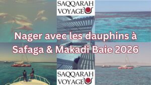 Nager avec les dauphins à Safaga & Makadi Baie 2026
