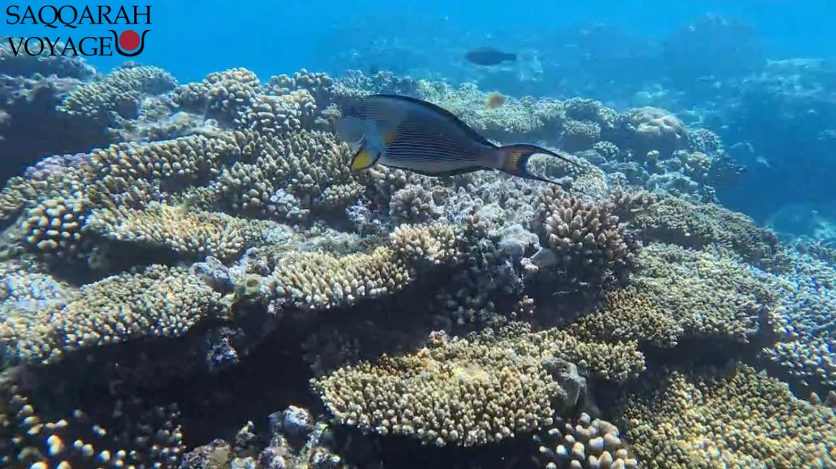 Hotels in Hurghada with house reef
