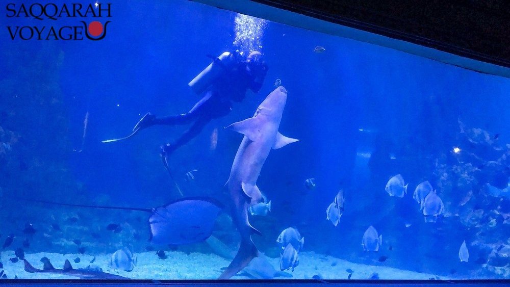Nourrissage des poissons & requins