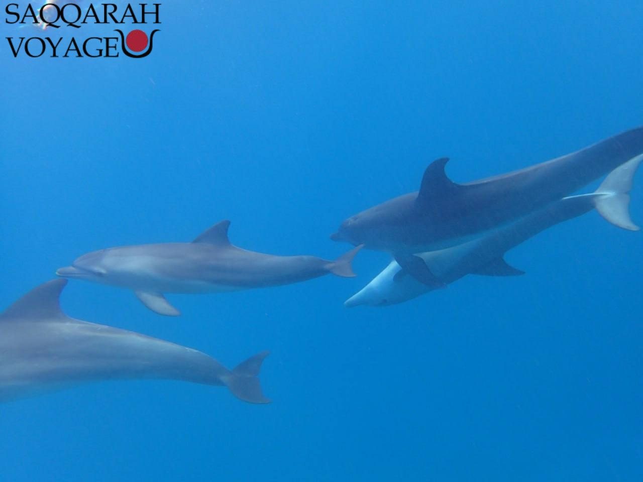 Première sortie : rencontre avec les dauphins