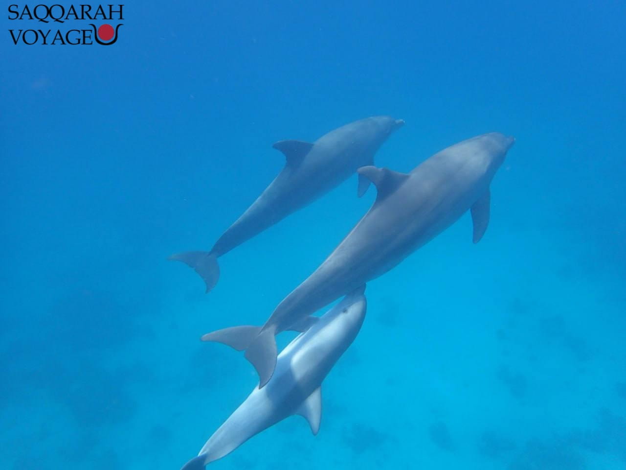 Nager avec les dauphins à Safaga & Makadi Baie 2026 est bien plus qu’une simple excursion, c’est une expérience sensorielle et émotionnelle unique, où la magie de la mer Rouge rencontre la douceur d’un contact respectueux avec la nature. Loin du tumulte des grandes stations balnéaires, Safaga et Makadi Baie offrent un cadre idyllique pour approcher les dauphins sauvages dans leur environnement naturel, au cœur d’eaux cristallines entourées de récifs coralliens multicolores.

Dès le lever du soleil, votre journée commence par un transfert confortable depuis votre hôtel vers le port, où un équipage professionnel vous accueille avec le sourire. À bord d’un bateau moderne et spacieux, vous profiterez d’un petit-déjeuner copieux avant de prendre la mer vers les zones où les dauphins sont souvent observés. L’excitation monte à mesure que vous enfilez votre équipement de snorkeling pour plonger dans un monde sous-marin vibrant de vie.

Cette excursion VIP en petit groupe (15 personnes maximum) vous promet confort, intimité et une expérience personnalisée. Sous la supervision d’un guide francophone expérimenté, vous vivrez des instants inoubliables, alternant observation des dauphins, baignade, détente sur le pont et déjeuner buffet oriental à bord.

Que vous partiez de Makadi Baie ou de Safaga, tout est inclus : transfert, repas, matériel de plongée, boissons fraîches et encadrement professionnel. Cette activité phare d’Hurghada 2026 combine aventure, découverte et respect des animaux marins.
Plongez dans une expérience authentique et laissez Saqqarah Voyage transformer votre rêve de nager avec les dauphins en un souvenir impérissable.

Réservation facile & sécurisée
📧 Email : info@saqqarah-voyage.fr

📱 Appelez-nous dès maintenant : +33 066 362 0828

💬 WhatsApp : +20 106 838 6781 (WhatsApp Chat )
RÉSERVERENVOYER LA REQUÊTE
Votre aventure magique à Hurghada commence ici

Dès les premières lueurs du jour, votre aventure magique à Hurghada débute par un transfert confortable depuis votre hôtel vers le port de Makadi Baie ou de Safaga, deux joyaux de la mer Rouge réputés pour leurs eaux cristallines et la présence fréquente de dauphins sauvages. À votre arrivée, un équipage chaleureux vous accueille à bord d’un bateau moderne, équipé d’un pont ensoleillé, d’un salon ombragé et de tout le confort nécessaire pour une journée d’excursion parfaite.

Avant le départ, un petit-déjeuner léger est servi, accompagné d’un briefing professionnel mené par un guide francophone qui vous expliquera comment observer et nager avec les dauphins dans le respect de leur environnement. Le bateau quitte ensuite le port en douceur, voguant sur une mer turquoise scintillante sous le soleil d’Égypte. Après environ une heure de navigation, vous atteindrez une zone protégée où les dauphins aiment jouer et se déplacer librement.

L’équipage repère les groupes de dauphins grâce à son expérience et vous guide avec soin pour snorkeler à proximité, sans jamais les perturber. L’eau y est chaude et limpide, idéale pour observer les récifs coralliens, les poissons multicolores et la danse gracieuse des dauphins. Entre deux plongées, vous profitez d’un moment de détente sur le pont supérieur, bronzant ou sirotant une boisson fraîche.

Le déjeuner buffet, préparé à bord, combine spécialités orientales et fruits frais. Après cette pause gourmande, vous explorez un second site de plongée, avant le retour en fin d’après-midi, les yeux encore émerveillés. Cette excursion inoubliable entre Safaga et Makadi Baie est bien plus qu’une sortie en mer : c’est une connexion pure avec la nature, orchestrée avec soin par Saqqarah Voyage.

Déroulement de la journée
Transfert et accueil

La journée débute à l’aube avec un transfert organisé depuis votre hôtel à Makadi Baie ou Safaga, deux stations balnéaires emblématiques de la mer Rouge. Un minibus climatisé et confortable vient vous chercher directement à la réception, à l’heure convenue, pour vous conduire vers le port d’Hurghada, point de départ de votre excursion pour nager avec les dauphins. Pendant le trajet, qui dure environ 30 à 45 minutes selon la localisation de votre hôtel, vous profitez d’un panorama enchanteur entre désert doré et côte turquoise, tandis que le guide francophone partage des informations captivantes sur la région et la vie marine égyptienne.

À votre arrivée au port d’Hurghada, une équipe accueillante et professionnelle vous reçoit avec un grand sourire. Les formalités sont simples et rapides : le personnel vérifie la réservation, remet le matériel de snorkeling (palmes, masque et tuba) et s’assure que chacun soit à l’aise avant l’embarquement. Un briefing de sécurité est ensuite donné à bord par votre guide francophone qui vous explique le déroulement complet de la journée : navigation, zones d’observation des dauphins sauvages, arrêts pour la baignade et le déjeuner.

Pendant que le bateau se prépare à quitter le port, un petit-déjeuner léger vous est servi, composé de viennoiseries, fruits frais et jus égyptiens. L’atmosphère est déjà détendue, propice à la découverte et à la convivialité. Les premiers rayons du soleil illuminent les flots, promettant une journée magique au cœur des récifs coralliens de la mer Rouge. Le moteur démarre doucement, le vent marin caresse votre visage, et l’aventure “Nager avec les dauphins à Safaga & Makadi Baie” peut enfin commencer, sous le signe du respect et de la beauté naturelle.

Embarquement et petit-déjeuner à bord

Une fois arrivés au port d’Hurghada, votre aventure “Nager avec les dauphins à Safaga & Makadi Baie” débute dans une ambiance à la fois paisible et excitante. L’équipage du bateau, souriant et professionnel, vous accueille chaleureusement sur le pont principal où un briefing d’introduction est donné. Vous découvrez les différentes zones du bateau : le salon ombragé, le solarium avec transats pour se détendre, et la plateforme arrière, idéale pour la mise à l’eau lors des sessions de snorkeling.

Avant le départ, chaque participant reçoit son équipement complet de plongée libre – masque, tuba et palmes – soigneusement désinfecté et adapté à sa taille. Le guide francophone prend le temps d’expliquer les consignes de sécurité, le comportement à adopter dans la mer Rouge, et la manière de nager calmement lors de la rencontre avec les dauphins sauvages, afin de préserver leur espace et leur bien-être.

Pendant que le capitaine met le cap vers les zones de récifs entre Makadi Baie et Safaga, un petit-déjeuner copieux est servi à bord. Au menu : café ou thé égyptien, viennoiseries, fruits frais, œufs durs et jus tropicaux. Vous dégustez votre repas tout en admirant la beauté du littoral et les nuances infinies de bleu qui se dessinent sur l’horizon. Le vent marin apporte une agréable fraîcheur, et le clapotis de l’eau contre la coque crée une ambiance relaxante, parfaite pour se préparer à cette journée exceptionnelle.

L’équipage veille attentivement au confort de chacun, ajustant les gilets de sauvetage et s’assurant que tout soit prêt pour la première escale. Le bateau avance lentement vers le large, là où commence la véritable magie : le royaume des dauphins libres de la mer Rouge.

Première sortie : rencontre avec les dauphins

Après une navigation paisible d’environ une heure depuis Hurghada, le bateau atteint une zone préservée entre El Gouna et Makadi Baie, connue pour être le refuge naturel des dauphins sauvages de la mer Rouge. C’est ici que commence la partie la plus magique de votre excursion “Nager avec les dauphins à Safaga & Makadi Baie 2026”. Le capitaine ralentit le moteur pour ne pas perturber les animaux, et le guide francophone vous invite à vous préparer calmement à l’entrée dans l’eau.

Les dauphins apparaissent souvent en petits groupes, nageant gracieusement à la surface, parfois accompagnés de leurs petits. Le guide de snorkeling indique la meilleure direction pour les observer sans les effrayer. Vous plongez doucement dans une eau turquoise d’une clarté exceptionnelle, où le silence n’est interrompu que par les cliquetis et sifflements des dauphins qui communiquent entre eux. Cette expérience unique se vit dans le respect total de leur liberté : aucune poursuite, aucun contact direct, seulement la contemplation d’un moment pur et authentique entre l’homme et la nature.

Autour de vous, les récifs coralliens abritent une explosion de vie : poissons-perroquets, raies, tortues et coraux multicolores forment un décor féerique. Le photographe à bord capture discrètement ces instants inoubliables pour que vous puissiez repartir avec des souvenirs impérissables.

De retour sur le bateau, un rafraîchissement vous est offert pendant que l’équipage repositionne le navire pour une seconde plongée dans une autre zone. Le soleil brille haut, la mer scintille, et le sentiment d’avoir partagé l’espace marin des dauphins libres d’Hurghada laisse un souvenir profondément émouvant et durable.

Séance de snorkeling dans les récifs coralliens

Après la première rencontre émouvante avec les dauphins sauvages, le bateau jette l’ancre près d’un des plus beaux récifs coralliens de la mer Rouge, entre Safaga et Makadi Baie. C’est ici que commence une expérience de snorkeling exceptionnelle, dans un véritable jardin sous-marin où chaque plongée révèle un spectacle nouveau. Équipé de votre masque, tuba et palmes, fournis par l’équipage, vous descendez doucement dans une eau d’un bleu éclatant, où la visibilité atteint parfois plus de 30 mètres.

Sous la surface, la magie opère immédiatement : les coraux multicolores forment des sculptures naturelles, abritant une multitude de poissons tropicaux — poissons-clowns, anges de mer, papillons et perroquets — qui dansent entre les anémones et les gorgones. Vous êtes libre d’explorer à votre rythme, accompagné d’un guide francophone expérimenté qui veille à votre sécurité tout en partageant des anecdotes fascinantes sur la biodiversité unique de la mer Rouge.

Pour les plus aventuriers, il est possible d’approcher les tortues marines ou d’admirer les raies à points bleus glissant gracieusement sur le sable. La lumière du soleil filtre à travers l’eau, créant un jeu de reflets hypnotisant sur les coraux. Pendant près d’une heure, vous nagez au cœur d’un écosystème vibrant, dans une atmosphère paisible et hors du temps.

Une fois remonté à bord, un buffet chaud vous attend : poissons grillés, salades fraîches, fruits exotiques et boissons à volonté. Le tout servi avec le sourire par un équipage attentionné. Cette pause gourmande, face à l’immensité turquoise, prolonge la magie de votre excursion de snorkeling à Hurghada, un moment de communion totale entre détente, découverte et émerveillement.

Déjeuner buffet à bord

Après une matinée riche en émotions, entre observation des dauphins et snorkeling dans les récifs coralliens de la mer Rouge, il est temps de profiter d’un moment gourmand sur le bateau. Le déjeuner buffet à bord est soigneusement préparé pour offrir une expérience culinaire authentique, alliant saveurs locales et fraîcheur des produits de la région. Vous découvrirez des spécialités égyptiennes telles que le koshari, les salades fraîches de légumes croquants, les mezzés variés et des plats de poissons grillés directement issus de la mer, accompagnés de sauces aromatiques et épices traditionnelles.

Les boissons non alcoolisées sont incluses, garantissant une hydratation optimale sous le soleil éclatant de Hurghada. Le buffet est disposé sur le pont principal, offrant une vue panoramique sur les eaux turquoise et les îles paradisiaques environnantes. Vous pouvez savourer votre repas en profitant de l’air marin et de la brise légère, tout en échangeant vos impressions avec les autres participants.

Le service à bord est attentif et professionnel : les membres de l’équipage veillent à ce que chacun profite pleinement de ce moment de détente après les activités nautiques. Les enfants comme les adultes trouveront des options adaptées à leurs goûts, tandis que les amateurs de gastronomie locale pourront goûter à une variété de mets traditionnels.

Ce déjeuner buffet à bord n’est pas seulement un repas, mais une pause conviviale et ressourçante qui prolonge la magie de votre excursion à Safaga et Makadi Baie, offrant un équilibre parfait entre aventure, découverte et plaisir gustatif. C’est l’occasion idéale de recharger vos batteries avant de reprendre les activités marines et d’explorer davantage les fonds marins exceptionnels de la région.

Détente sur le pont supérieur

Après un déjeuner buffet à bord riche en saveurs locales et un début de journée consacré à nager avec les dauphins à Safaga & Makadi Baie ainsi qu’au snorkeling dans les récifs coralliens, il est temps de profiter d’un moment de détente bien mérité sur le pont supérieur du bateau. Cet espace est conçu pour offrir un confort optimal et une vue imprenable sur les eaux turquoise de la mer Rouge, créant un cadre parfait pour se relaxer et apprécier pleinement l’environnement marin unique de Hurghada.

Les passagers disposent de transats confortables, parfaits pour bronzer tout en écoutant le léger clapotis des vagues ou en admirant le paysage marin. Certains choisissent d’écouter de la musique relaxante grâce aux systèmes audio disponibles, tandis que d’autres préfèrent simplement contempler le panorama, en laissant leurs esprits vagabonder entre les îles de Makadi Baie et les horizons infinis. L’air marin frais et la douce brise du large ajoutent à cette sensation de bien-être et de liberté.

Pendant ce temps, les photographes amateurs peuvent capturer les reflets étincelants du soleil sur la surface de la mer Rouge, immortalisant des souvenirs uniques de cette excursion à Safaga et Makadi Baie. Les familles, couples et voyageurs solitaires trouvent tous un espace pour se relaxer selon leurs envies, certains profitant d’un moment de lecture ou d’une sieste paisible sous le soleil.

Cette pause sur le pont supérieur permet de récupérer des émotions fortes vécues lors de la matinée, tout en se préparant pour la suite de l’aventure. C’est une expérience de détente complète qui allie confort, beauté naturelle et sérénité, offrant à chaque participant une immersion totale dans le cadre exceptionnel de Hurghada et de ses eaux cristallines.

Conseils et comportement en mer
Respect des dauphins

Lors de votre excursion pour nager avec les dauphins à Safaga & Makadi Baie, le respect des animaux marins est primordial pour garantir une expérience sûre et mémorable. Il est essentiel de ne jamais toucher les dauphins, car ces créatures intelligentes et sensibles doivent rester dans leur habitat naturel sans interférence humaine. La tentation de les approcher de trop près peut être forte, mais maintenir une distance respectueuse permet aux dauphins sauvages de se comporter naturellement et d’offrir des moments d’observation authentiques.

Pendant l’activité, il est strictement interdit de poursuivre ou de nourrir les dauphins. Toute tentative de contact direct peut les stresser et perturber leur environnement. Les participants sont guidés par des experts qui expliquent l’importance de mouvements calmes et fluides, évitant les gestes brusques ou les éclaboussures excessives qui pourraient les effrayer. Cette approche respectueuse garantit une immersion sécurisée pour tous les passagers tout en protégeant le fragile écosystème de la mer Rouge.

En suivant ces consignes, chaque participant profite pleinement de l’expérience de snorkeling parmi les dauphins et de l’observation des magnifiques récifs coralliens de Makadi Baie et de Safaga, tout en contribuant à la préservation des espèces locales. Le respect des dauphins enrichit l’aventure, offrant des souvenirs uniques et durables, alliant émerveillement, sécurité et conscience écologique.

Briefing avec le guide francophone

Avant de plonger pour nager avec les dauphins à Safaga & Makadi Baie, chaque participant bénéficie d’un briefing complet avec un guide francophone. Cette étape est essentielle pour garantir la sécurité de tous et pour préparer les voyageurs à vivre une expérience immersive et respectueuse dans la mer Rouge. Le guide commence par expliquer le comportement approprié à adopter près des dauphins, insistant sur l’importance de garder une distance respectueuse, d’éviter tout contact physique et de ne pas perturber les animaux dans leur environnement naturel.

Les consignes de sécurité incluent des instructions détaillées sur l’utilisation du matériel de snorkeling, le maintien de l’équilibre sur le bateau et la coordination avec l’équipe pour assurer une immersion fluide et sécurisée. Le guide partage également des conseils pour observer les dauphins sans les effrayer, en adoptant des mouvements lents et calmes, et pour profiter des magnifiques récifs coralliens de Makadi Baie et Safaga.

Cette préparation permet aux participants de comprendre les particularités du comportement des dauphins sauvages et d’anticiper les réactions des animaux. Grâce au briefing francophone, chacun se sent confiant et informé avant l’aventure, garantissant une expérience mémorable, immersive et sécurisée, alliant émerveillement, observation naturelle et respect de l’écosystème fragile de la mer Rouge.

Conseils pour un snorkeling sûr

Pour profiter pleinement de nager avec les dauphins à Safaga & Makadi Baie, il est essentiel de suivre des conseils de sécurité pour le snorkeling. Tout d’abord, le port d’un gilet de sauvetage est fortement recommandé, même pour les nageurs expérimentés, afin d’assurer une flottabilité optimale et de réduire toute fatigue dans la mer Rouge. Ce simple équipement permet également de se concentrer sur l’observation des dauphins et des récifs coralliens sans stress.

Il est également primordial d’éviter les mouvements brusques dans l’eau afin de ne pas effrayer les dauphins sauvages ni déranger les poissons tropicaux et les formations coralliennes autour de Makadi Baie et Safaga. Le guide francophone rappelle en permanence aux participants de maintenir une nage calme et contrôlée, de respecter la distance avec les animaux et de suivre les itinéraires définis pour le snorkeling.

Toujours rester proche du guide permet de bénéficier d’indications immédiates en cas de besoin et de profiter des meilleurs spots de snorkeling pour observer la vie marine colorée. Grâce à ces mesures, chaque participant peut vivre une expérience sûre, immersive et inoubliable, en harmonie avec la nature, tout en découvrant la richesse sous-marine exceptionnelle de la mer Rouge, entre Makadi Baie et Safaga.

Durabilité et protection des dauphins
Habitat naturel et écologie marine

Lors de votre expérience de nager avec les dauphins à Safaga & Makadi Baie, vous aurez l’occasion d’observer ces magnifiques créatures dans leur habitat naturel, entre Hurghada et El Gouna. Les dauphins sauvages évoluent librement dans les eaux claires de la mer Rouge, offrant un spectacle fascinant et respectueux de leur environnement. L’excursion est soigneusement organisée pour préserver cet équilibre fragile et suivre les règles strictes du Parc marin de la mer Rouge, garantissant que la faune et la flore locales ne soient pas perturbées.

Le guide francophone sensibilise chaque participant à l’importance de la protection de l’écologie marine et au comportement approprié : maintenir une distance respectueuse, éviter tout contact physique et ne jamais nourrir les animaux. Cette approche garantit que l’expérience reste à la fois sûre pour les dauphins et immersive pour les visiteurs, leur permettant de profiter pleinement des moments de snorkeling et d’observation.

Grâce à cette attention portée à la protection de l’environnement, vous pourrez admirer les récifs coralliens, les poissons tropicaux et les autres espèces marines dans leur contexte naturel. L’excursion devient ainsi une expérience éducative et enrichissante, combinant émerveillement, respect de la nature et découverte de la biodiversité exceptionnelle de la mer Rouge, tout en respectant le bien-être des dauphins sauvages et l’équilibre écologique de la région.

Tourisme responsable

Participer à l’expérience de nager avec les dauphins à Safaga & Makadi Baie avec Saqqarah Voyage, c’est s’engager dans un tourisme responsable qui respecte la biodiversité et l’écosystème marin de la mer Rouge. L’équipe veille à ce que chaque excursion soit organisée selon des pratiques durables, minimisant l’impact sur les dauphins sauvages, les récifs coralliens et les autres espèces locales. Chaque activité, qu’il s’agisse de snorkeling, d’observation des dauphins ou de navigation, est planifiée pour éviter toute perturbation des habitats naturels.

Avant le départ, le guide francophone fournit un briefing détaillé sur le comportement à adopter afin de protéger la faune et de garantir un tourisme écologique : maintenir une distance sécurisée avec les dauphins, éviter les gestes brusques et respecter les zones de reproduction et d’alimentation. Cette approche permet aux participants de vivre une expérience immersive et responsable, combinant émerveillement et apprentissage sur l’importance de la conservation marine.

L’initiative de Saqqarah Voyage inclut également la sensibilisation des visiteurs à l’écologie locale et à la nécessité de préserver les fonds marins pour les générations futures. Chaque excursion devient ainsi non seulement un moment de loisir et de découverte dans les eaux cristallines entre Hurghada et El Gouna, mais aussi un engagement concret pour un tourisme durable et respectueux des dauphins et de leur environnement naturel.

Tarifs de l’excursion

Découvrez l’exclusivité et le confort d’une excursion VIP en petit groupe (15 personnes maximum) pour nager avec les dauphins à Hurghada, Makadi Baie ou Safaga. Les tarifs sont spécialement conçus pour offrir un excellent rapport qualité-prix tout en garantissant une expérience personnalisée et intimiste.

55 € depuis Makadi Baie : profitez d’un départ pratique depuis votre hôtel, avec transfert inclus, pour rejoindre le port et embarquer sur un bateau confortable et sécurisé.

60 € depuis Safaga : idéal pour les voyageurs situés plus au sud, avec un itinéraire similaire incluant transfert, accueil à bord, briefing avec le guide francophone et matériel de snorkeling fourni.

Cette formule VIP en petit groupe permet de bénéficier d’un suivi attentif par notre équipe, de respecter les dauphins sauvages et de profiter pleinement des fonds marins de la mer Rouge. Chaque participant peut ainsi vivre une expérience unique et inoubliable, en toute sécurité et dans le respect de l’écosystème marin.

Réservez dès maintenant votre excursion VIP 2026 avec Saqqarah Voyage pour garantir votre place et vivre cette aventure exceptionnelle au cœur de la mer Rouge.

Services inclus

Profitez pleinement de votre excursion VIP pour nager avec les dauphins à Hurghada, Makadi Baie ou Safaga grâce à une formule complète et clé en main, pensée pour votre confort et votre sécurité.

Transfert aller-retour depuis votre hôtel : commencez votre journée sans stress, avec un transport privé ou en minibus climatisé, vous conduisant directement du Makadi Bay ou de Safaga jusqu’au port de départ.

Petit-déjeuner et déjeuner à bord : savourez un repas oriental frais et équilibré tout en admirant la mer Rouge, avec boissons non alcoolisées incluses, pour une expérience gourmande en plein cœur du voyage.

Équipement complet de plongée : tout le matériel nécessaire pour le snorkeling dans les récifs coralliens est fourni, y compris masque, tuba et gilet de sauvetage, vous permettant de découvrir les fonds marins en toute sécurité.

Guide francophone professionnel : bénéficiez des explications détaillées, conseils et encadrement personnalisé pour observer les dauphins sauvages et explorer les jardins sous-marins tout en respectant les règles écologiques.

Cette formule inclut tout le nécessaire pour vivre une journée mémorable sur la mer Rouge, alliant détente, aventure et respect de l’écosystème marin. Chaque service est pensé pour rendre votre expérience VIP 2026 fluide, sécurisée et inoubliable.

Non inclus

Lors de votre excursion VIP pour nager avec les dauphins à Hurghada, Makadi Baie ou Safaga, certains éléments restent à votre charge afin de personnaliser votre expérience selon vos envies :

Pourboires et dépenses personnelles : les gratifications pour l’équipage, les guides et le personnel sont à votre appréciation, permettant de récompenser un service de qualité.

Boissons alcoolisées ou extras : seules les boissons non alcoolisées sont incluses pendant le petit-déjeuner et le déjeuner à bord ; toute boisson alcoolisée ou extra en supplément sera à régler directement sur place.

Cette distinction vous permet de profiter pleinement de l’expérience tout en ayant la liberté de gérer vos dépenses supplémentaires selon vos préférences.

Réductions enfants et tarifs par personne

Lors de votre excursion VIP pour nager avec les dauphins à Hurghada, Makadi Baie ou Safaga, des tarifs réduits sont proposés pour les enfants, afin de rendre cette expérience accessible à toute la famille.

Tarifs par âge : les enfants bénéficient de remises spécifiques selon leur tranche d’âge, généralement appliquées aux moins de 12 ans.

Saisonnalité : certaines périodes de l’année peuvent influencer les tarifs enfants, avec des offres promotionnelles pendant la basse saison ou pour les réservations anticipées.

Tarif adulte standard : chaque adulte paie le tarif complet, qui inclut transfert, repas à bord, équipement de snorkeling et guide francophone.

Réservation familiale : les familles peuvent profiter de packages adaptés, garantissant une expérience sécurisée et encadrée pour les enfants, tout en maintenant un petit groupe exclusif (maximum 15 participants).

Ces réductions permettent à toute la famille de vivre un moment magique, en nageant avec les dauphins sauvages dans leur habitat naturel et en explorant les fonds marins colorés de la mer Rouge.

Réservez votre expérience unique

Vivez un moment inoubliable en mer et réalisez votre rêve de nager avec les dauphins à Hurghada, Makadi Baie ou Safaga grâce à Saqqarah Voyage. Profitez d’une excursion VIP exclusive, organisée avec soin pour garantir sécurité, confort et respect des dauphins sauvages et de leur habitat naturel. Chaque détail est pensé pour que votre journée soit magique : transfert depuis votre hôtel, accueil personnalisé à bord, briefing avec un guide francophone, snorkeling dans les récifs coralliens, observation respectueuse des dauphins et détente sur le pont avec vue imprenable sur la mer Rouge.

Pour réserver votre aventure VIP 2026, contactez dès maintenant Saqqarah Voyage et assurez votre place pour cette expérience unique qui combine découverte, adrénaline et moments de détente exceptionnels. L’équipe professionnelle se tient à votre disposition pour toutes vos questions et pour personnaliser votre excursion selon vos besoins.

📞 Téléphone : +33 066 362 0828
📧 Email : info@saqqarah-voyage.fr
🌐 Site Web : www.saqqarah-voyage.fr

Ne manquez pas l’opportunité de vivre un souvenir mémorable en harmonie avec la nature et les magnifiques paysages de la mer Rouge.

RÉSERVER

ENVOYER LA REQUÊTE

Nous vous recommandons également ces voyages : 

Voyage à Hurghada & Excursion 2026

Hôtels à Hurghada avec récif maison 2026

Croisière sur le Nil : Louxor à Assouan - temples, montgolfière et Abou Simbel 2026