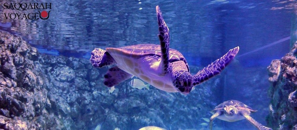 Grand Aquarium Hurghada